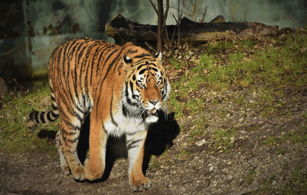 UGINUO AMURSKI TIGAR: Razboleo se od kovida u zoološkom vrtu